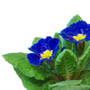 15 Accord BLUE ENGLISH PRIMROSE Primula Vulgaris Part Shade Houseplant Flower Seeds