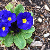 15 Accord BLUE ENGLISH PRIMROSE Primula Vulgaris Part Shade Houseplant Flower Seeds