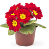 15 SCARLET ENGLISH PRIMROSE Red Primula Vulgaris Part Shade Houseplant Flower Seeds