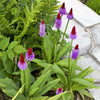 20 ORCHID PRIMROSE Primula Vialii Red Hot Poker Red Pink Purple Shade Wet Flower Seeds