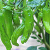 50 SHISHITO PEPPER Green to Red Mild Japanese Chili Capsicum Annuum Vegetable Seeds
