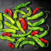 50 SHISHITO PEPPER Green to Red Mild Japanese Chili Capsicum Annuum Vegetable Seeds