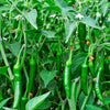 100 BIG JIM PEPPER Green to Red Big 12" Chili Mild Heat Capsicum Annuum Vegetable Seeds