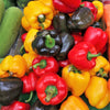 150 RAINBOW BELL PEPPER Sweet Red, Green, Yellow, Orange, Purple, Brown, & White Capsicum Annuum Vegetable Seeds
