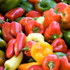 150 RAINBOW BELL PEPPER Sweet Red, Green, Yellow, Orange, Purple, Brown, & White Capsicum Annuum Vegetable Seeds