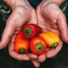 20 Organic Red MINI BELL PEPPER Sweet Mild Miniature Capsicum Annuum Vegetable Seeds
