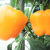 20 Organic Yellow MINI BELL PEPPER Sweet Mild Miniature Capsicum Annuum Vegetable Seeds