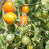 100 ORANGE CHERRY TOMATO Heirloom Solanum Lycopersicum Indeterminate Fruit Vegetable Seeds