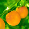 100 ORANGE CHERRY TOMATO Heirloom Solanum Lycopersicum Indeterminate Fruit Vegetable Seeds