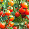 80 Sub ARCTIC PLENTY TOMATO Solanum Lycopersicum Red Determinate Heirloom Fruit Vegetable Seeds