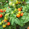 80 Sub ARCTIC PLENTY TOMATO Solanum Lycopersicum Red Determinate Heirloom Fruit Vegetable Seeds