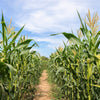 50 Yellow JUBILEE CORN Sweet Corn Zea Mays Vegetable Seeds