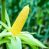 50 Yellow JUBILEE CORN Sweet Corn Zea Mays Vegetable Seeds
