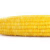 50 KANDY KORN CORN Sweet Yellow Corn Red Husk H.S.E. Zea Mays Vegetable Seeds