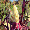 50 KANDY KORN CORN Sweet Yellow Corn Red Husk H.S.E. Zea Mays Vegetable Seeds