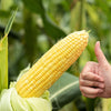 50 HONEY SELECT CORN Sweet Yellow S.E. Sh2 Zea Mays Vegetable Seeds