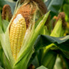 50 HONEY SELECT CORN Sweet Yellow S.E. Sh2 Zea Mays Vegetable Seeds