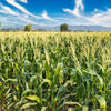 50 SUGAR BUNS CORN Sweet S.E. Yellow Zea Mays Vegetable Seeds