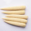 75 Japanese WHITE HULLESS POPCORN or Baby Corn Zea Mays Heirloom Vegetable Seeds
