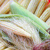 75 Japanese WHITE HULLESS POPCORN or Baby Corn Zea Mays Heirloom Vegetable Seeds