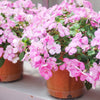 50 DWARF PINK IMPATIENS Walleriana Part Sun or Full Shade Flower Seeds