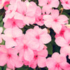 50 DWARF PINK IMPATIENS Walleriana Part Sun or Full Shade Flower Seeds