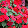 50 DWARF RED IMPATIENS Scarlet Walleriana Part Sun or Full Shade Flower Seeds