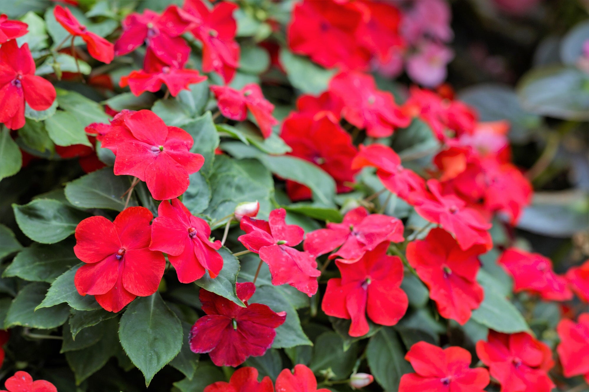 50 DWARF RED IMPATIENS Scarlet Walleriana Part Sun or Full Shade Flower Seeds