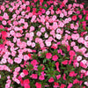 50 MIXED COLORS Dwarf IMPATIENS Walleriana Part Sun or Full Shade Red, White, Pink, Carmine, Scarlet, & Orange Flower Seeds