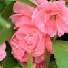 100 Mixed Dwarf TOM THUMB IMPATIENS Balsamina - Sun or Shade - Double Purple, Red, White, Pink, & Orange Flower Seeds