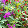 100 Mixed Dwarf TOM THUMB IMPATIENS Balsamina - Sun or Shade - Double Purple, Red, White, Pink, & Orange Flower Seeds