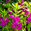 100 Mixed Dwarf TOM THUMB IMPATIENS Balsamina - Sun or Shade - Double Purple, Red, White, Pink, & Orange Flower Seeds