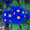 15 Accord BLUE ENGLISH PRIMROSE Primula Vulgaris Part Shade Houseplant Flower Seeds