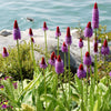 20 ORCHID PRIMROSE Primula Vialii Red Hot Poker Red Pink Purple Shade Wet Flower Seeds