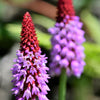 20 ORCHID PRIMROSE Primula Vialii Red Hot Poker Red Pink Purple Shade Wet Flower Seeds