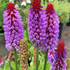 20 ORCHID PRIMROSE Primula Vialii Red Hot Poker Red Pink Purple Shade Wet Flower Seeds