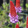 20 ORCHID PRIMROSE Primula Vialii Red Hot Poker Red Pink Purple Shade Wet Flower Seeds