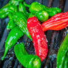 50 SHISHITO PEPPER Green to Red Mild Japanese Chili Capsicum Annuum Vegetable Seeds
