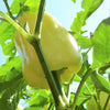 50 WHITE CLOUD BELL PEPPER Sweet Mild Capsicum Annuum Vegetable Seeds