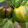 20 Organic Chocolate MINI BELL PEPPER Brown Sweet Mild Miniature Capsicum Annuum Vegetable Seeds