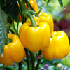 20 Organic Yellow MINI BELL PEPPER Sweet Mild Miniature Capsicum Annuum Vegetable Seeds