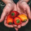 20 Organic Yellow MINI BELL PEPPER Sweet Mild Miniature Capsicum Annuum Vegetable Seeds