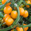100 ORANGE CHERRY TOMATO Heirloom Solanum Lycopersicum Indeterminate Fruit Vegetable Seeds