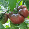 80 BLACK KRIM TOMATO Solanum Lycopersicum Indeterminate Heirloom Beefsteak Fruit Vegetable Seeds