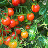 80 Sub ARCTIC PLENTY TOMATO Solanum Lycopersicum Red Determinate Heirloom Fruit Vegetable Seeds