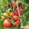 80 Sub ARCTIC PLENTY TOMATO Solanum Lycopersicum Red Determinate Heirloom Fruit Vegetable Seeds