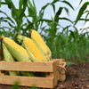 50 Yellow JUBILEE CORN Sweet Corn Zea Mays Vegetable Seeds