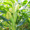 50 Yellow JUBILEE CORN Sweet Corn Zea Mays Vegetable Seeds