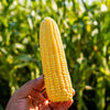 50 Yellow JUBILEE CORN Sweet Corn Zea Mays Vegetable Seeds