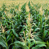 50 HONEY SELECT CORN Sweet Yellow S.E. Sh2 Zea Mays Vegetable Seeds
